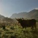 Highland Cattle 3